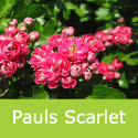 Bare root Hawthorn Crataegus Pauls Scarlet